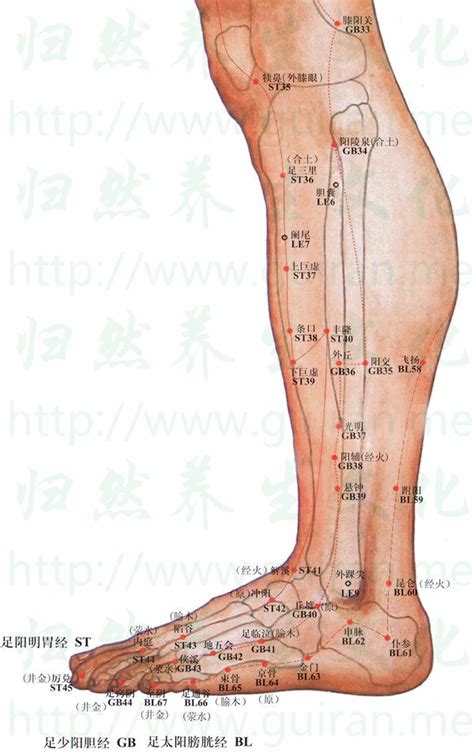 飛揚穴位置|飛揚穴丨足太陽膀胱經丨經脈穴位